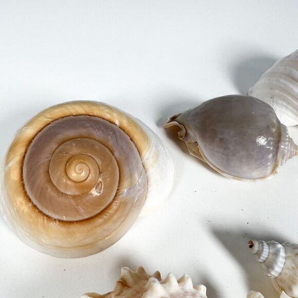 Lot of 10 Sea Shells - Various shapes and sizes - Picture 6 of 12